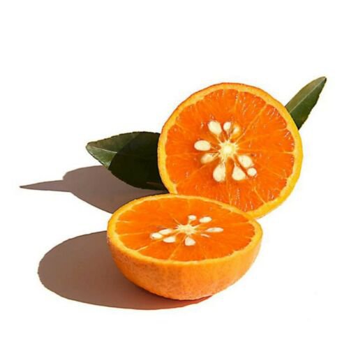 One Temple Tangor Tree, 1 gallon container plant, No Ship Az, Ca, FL ...