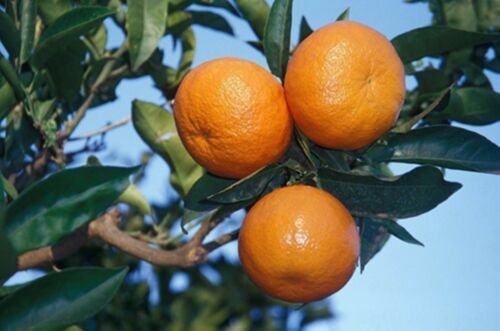 One Nova Tangelo Tree Citrus, 1 gallon container plant, No Ship Az Ca FL La TX