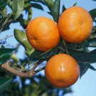 One Nova Tangelo Tree Citrus, 1 gallon container plant, No Ship Az Ca FL La TX