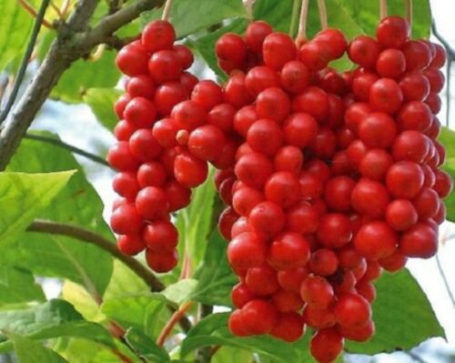 Schisandra chinensis 