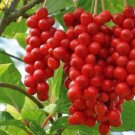 Schisandra chinensis 