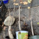 Catalpa speciosa , 3-4 year old exact plant,Northern catalpa, Cigar tree, Indian