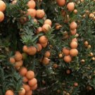CITRUS x MYRTIFOLIA CHINOTTO, 2.5 inch container, Florida only!!!