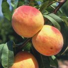 Peach Tree (Oregon Curl-Free) grafted 1 year old 1 gallon size