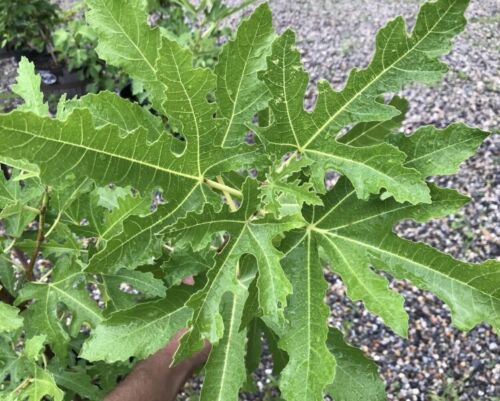 Ficus, Cut Leaf Fig from Beirut Ficus carica 4x9 pot size plant