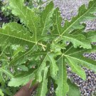 Ficus, Cut Leaf Fig from Beirut Ficus carica 4x9 pot size plant