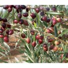 Koroneiki Olive Bush tree, 1-2 ft. tall, 5x12 pot size