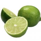 Key Lime Tree, Mexican lime, 1-2 feet tall, grafted, No Ship Az, Ca, Fl, La, Tx