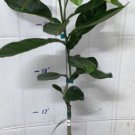 Hirado Buntan Pummelo Tree, 1-2 feet tall, grafted, No Ship Az, Ca, Fl, La, Tx