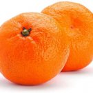 One Sunburst Tangerine Tree, 1 gallon container plant, No Ship Az, Ca, FL, La,TX