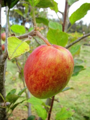 Anna Apple Tree 1 year old, grafted, #1 pot 1-2 ft tall low chill