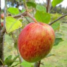 Anna Apple Tree 1 year old, grafted, #1 pot 1-2 ft tall low chill