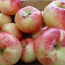 Gravenstein Apple tree grafted 5x5x12 inches pot size 1 year old
