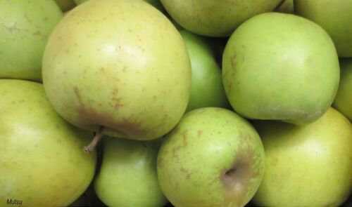 Mutsu Apple tree grafted 5x5x12 inches pot size 1 year old
