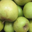 Mutsu Apple tree grafted 5x5x12 inches pot size 1 year old