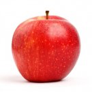 Red Fuji apple tree grafted 5x5x12 inches pot size 1 year old