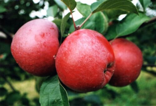 Spartan apple tree grafted 5x5x12 inches pot size 1 year old