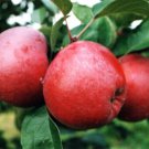 Spartan apple tree grafted 5x5x12 inches pot size 1 year old