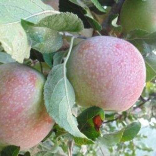Turtleback Apple tree grafted 5x5x12 inches pot size 1 year old
