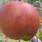 Waltana apple tree grafted 5x5x12 inches pot size 1 year old