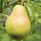 Bartlett European Pear 1 year old 1-2 ft. Tall plant