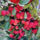 Dolgo Crabapple Tree 5x5x12 inch tree band, Bare root, No Ship to CA