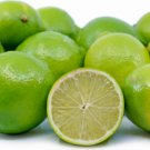 Lime (Bearss Seedless), 1-2 feet tall, grafted, No Ship Az, Ca, Fl, La, Tx
