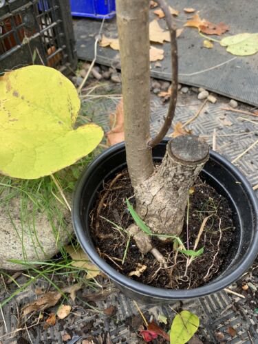 Exact plant 3 year old Catalpa Speciosa, Northern cigar bean tree 3-4 ft. Tall