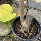 Exact plant 3 year old Catalpa Speciosa, Northern cigar bean tree 3-4 ft. Tall