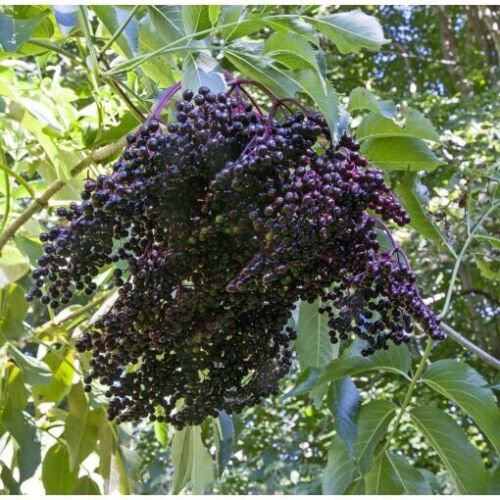 American Elderberries 