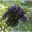 American Elderberries 