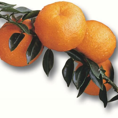 Myrtle Leaf Orange (Citrus myrtifolia) Chinotto No Ship to Tx, FL, AZ, CA, Hi La