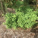 Ginkgo biloba 