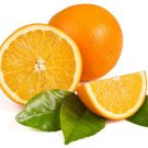 One Powell Navel Orange Tree (1-2 Feet), grafted, No Ship Az, Ca, Fl, La, Tx, Hi
