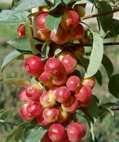 Scarlet Sentinel Columnar Apple Tree, Bare root, No Ship to CA, January-April