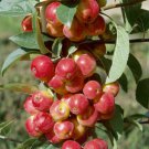Scarlet Sentinel Columnar Apple Tree, Bare root, No Ship to CA, January-April