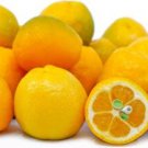 Fukushu Kumquat, 1-2 feet tall, grafted, No Ship Az, Ca, Fl, La, Tx, Hi, Ak