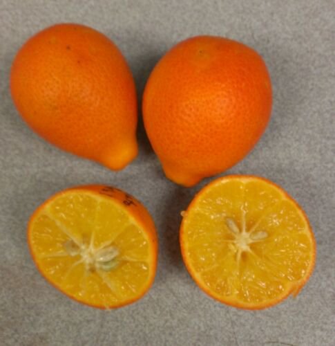 One Nippon Orangequat Tree (1-2 Feet), grafted, No Ship Az, Ca, Fl, La, Tx, Hi