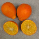 One Nippon Orangequat Tree (1-2 Feet), grafted, No Ship Az, Ca, Fl, La, Tx, Hi