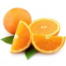One Midsweet Orange (1-2 Feet), grafted, No Ship Az, Ca, Fl, La, Tx, Hi