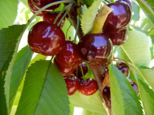 Bing Cherry Tree 4-5', Bare root, No Ship to CA, January-April