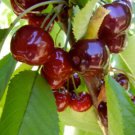 Bing Cherry Tree 4-5', Bare root, No Ship to CA, January-April