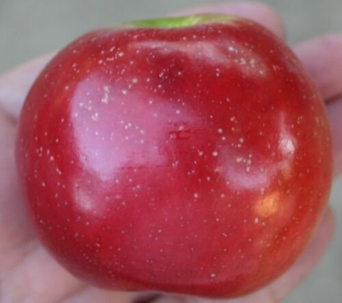 Enterprise Apple tree grafted 3/8 inch calliper bare root 1 year old