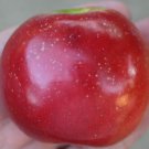 Enterprise Apple tree grafted 3/8 inch calliper bare root 1 year old
