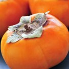 Persimmon tree - FUYUGAKI (non astringent) 18-24 inches tall #1 pot Diospyros