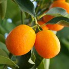 Meiwa Kumquat Citrus Tree, 1 gallon No Ship to Ca, Az, Fl, Ga, Tx