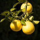 One Ponderosa Lemon Tree, 1-2 feet tall, grafted, No Ship Az, Ca, Fl, La, Tx