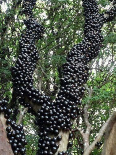 Jaboticaba 
