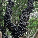 Jaboticaba 