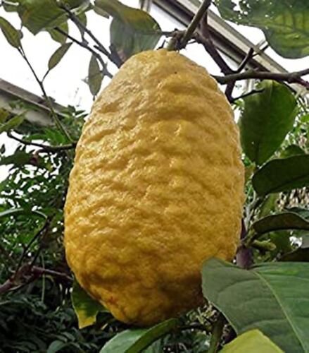 Etrog Citron Tree, 1-2 feet tall, grafted, No Ship Az, Ca, Fl, La, Tx, Hi, Ak